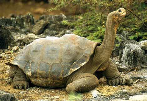 II. Order Testudines (Chelonia) Tortoises