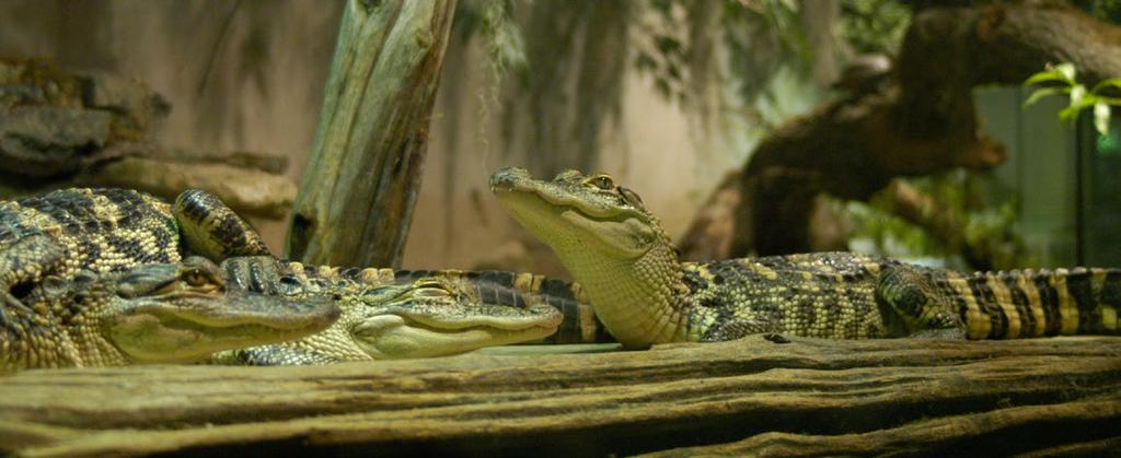 THE ZOO Vaughan s Reptilia Zoo is a state of the art facility with over 50 large exhibits that