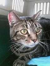 is the one! Email adopt@anjelliclecats.