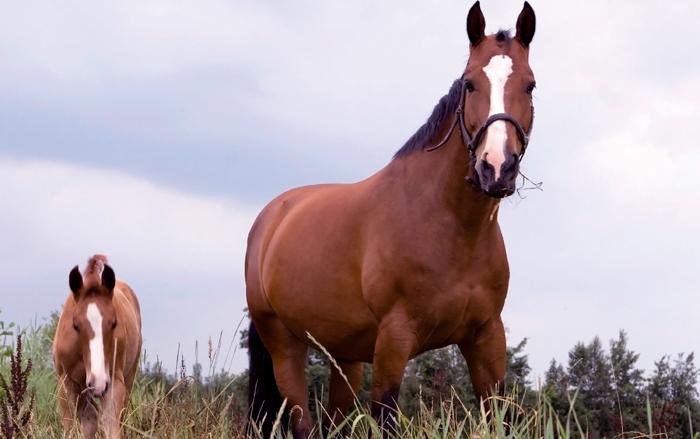 Owners of all horse types should be aware of the