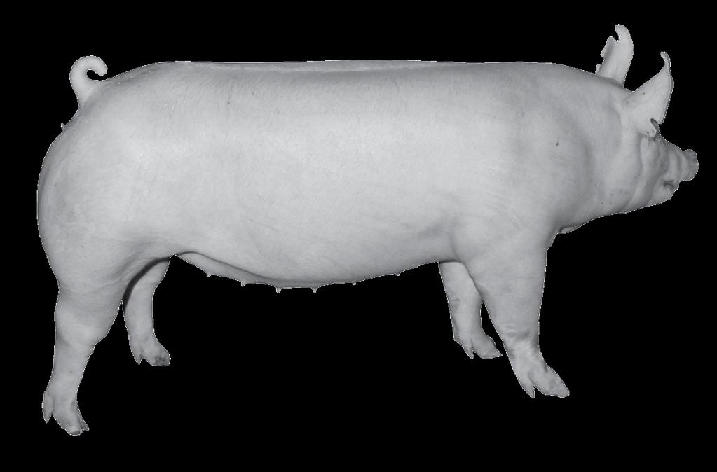 Part 2. Pictures of two pigs, one that 5 months old and one that is 28 days old, are shown below.