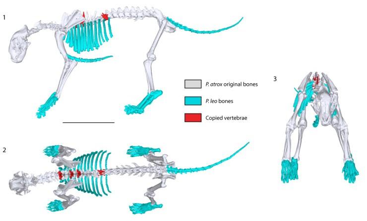 Figure 2 From Cuff et al. (2017). Skeletal reconstruction showing the original bones from Panthera atrox and those that have been copied from other vertebrae (red), or from P. leo persica (blue).