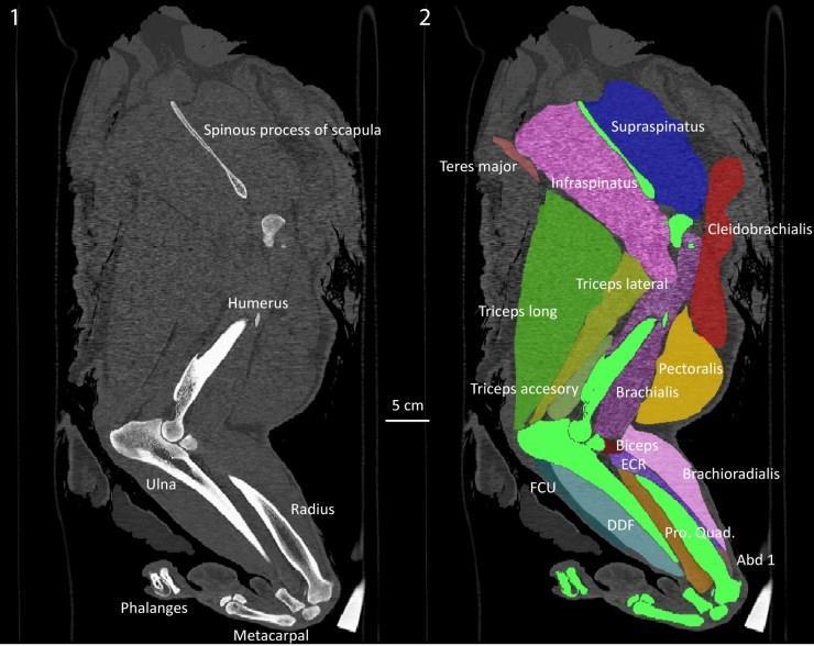 Figure 3 from Cuff et al. (2017). CT scan slice through the forelimb of an Asian lion. 1) Dark grey is fat and connective tissues; lighter grey is muscle; white is bone.