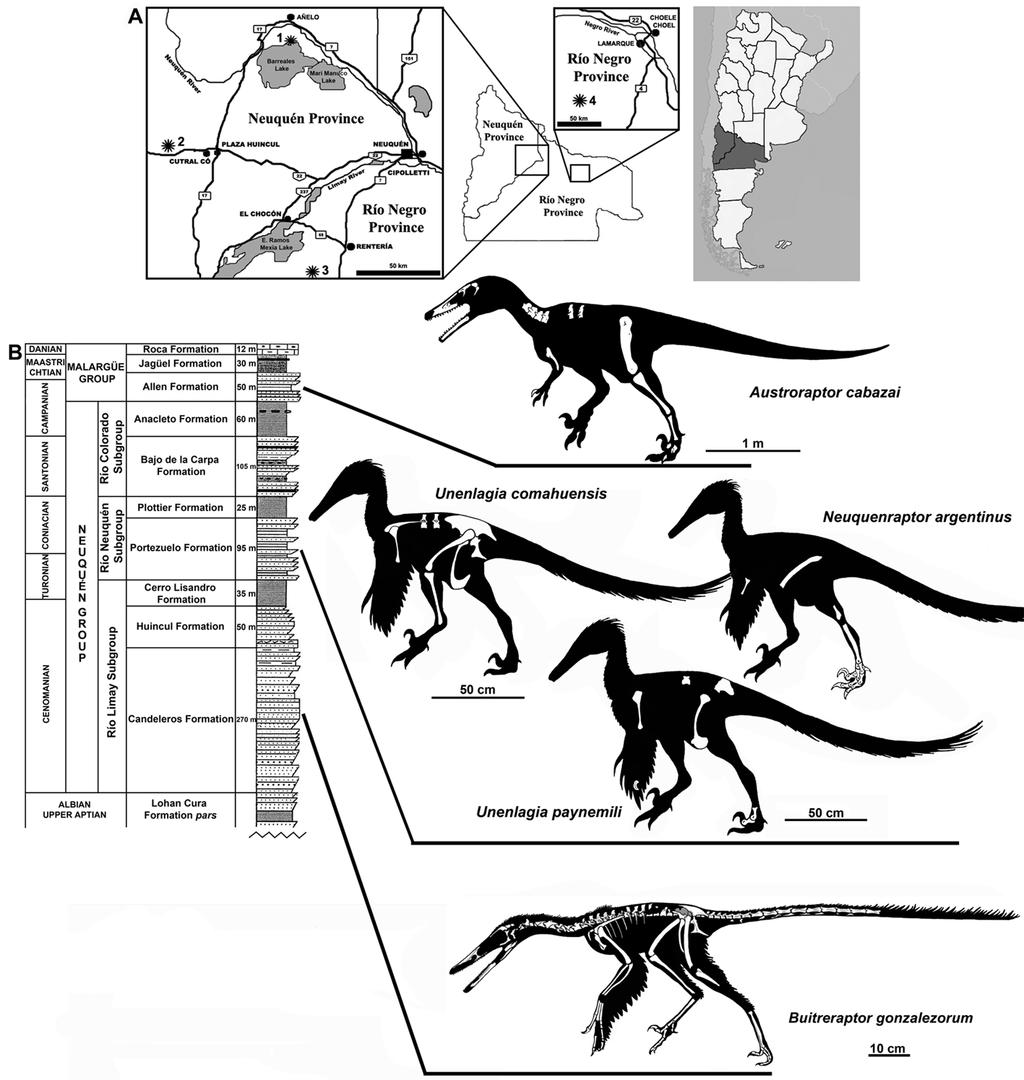 UNENLAGIINAE: A SUMMARY REVISION 165 Fig. 1 A: geographic provenance of the Patagonian dromaeosaurids taxa. The numbers in the maps correspond to the localities of provenance of each taxon.