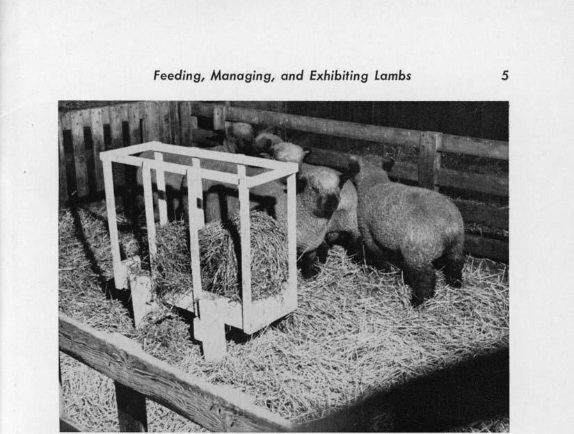 Feeding, Managing, and Exhibiting Lambs 5 Clean feed troughs are essential for maximum performance of weaned lambs.