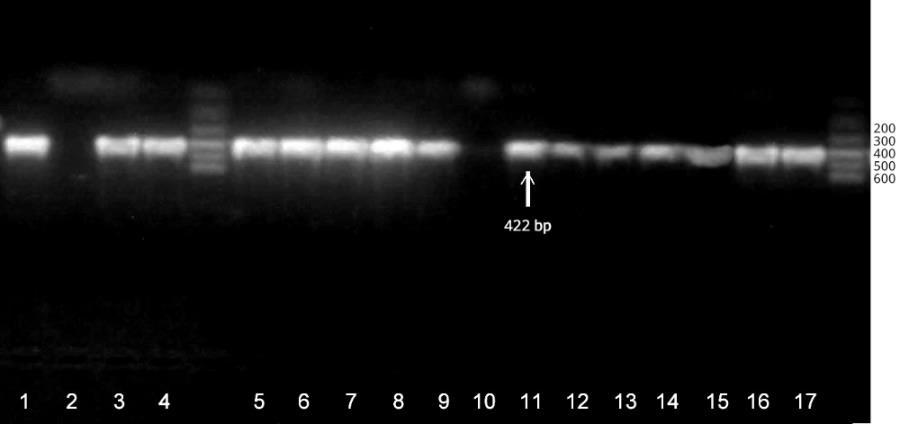 2. Results of multiplex PCR for amplification of the avra gene of Salmonella. The results shown in Photo (10) revealed that 15 serovars were positive with percentage of 88%.