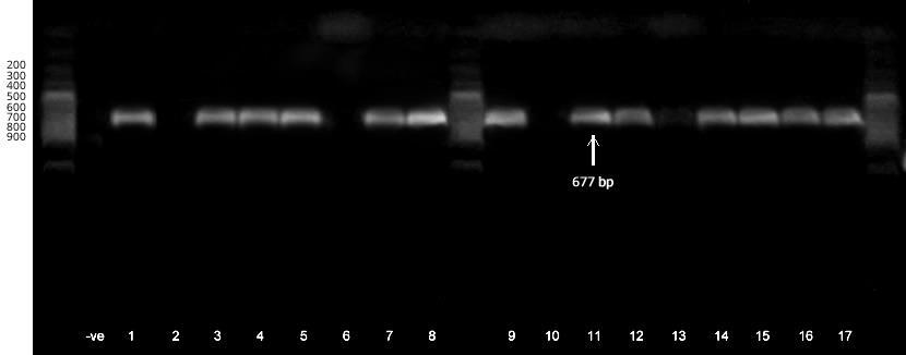 3. Results for multiplex PCR for amplification of mtgc gene of Salmonella. The results shown in Photo (revealed that 14 samples were positive with percentage of 82%.
