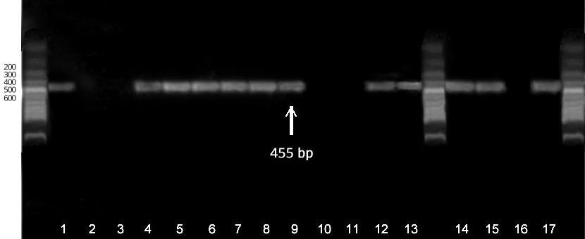 4. Results for multiplex PCR for amplification of ssaq gene of Salmonella.
