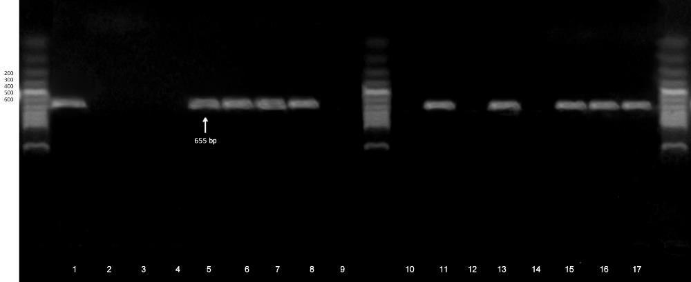 5. Results for multiplex PCR for amplification of siid gene of Salmonella.