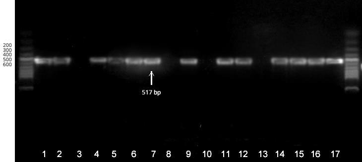 6. Results of PCR for amplification of sopb gene from the DNA of Salmonella.
