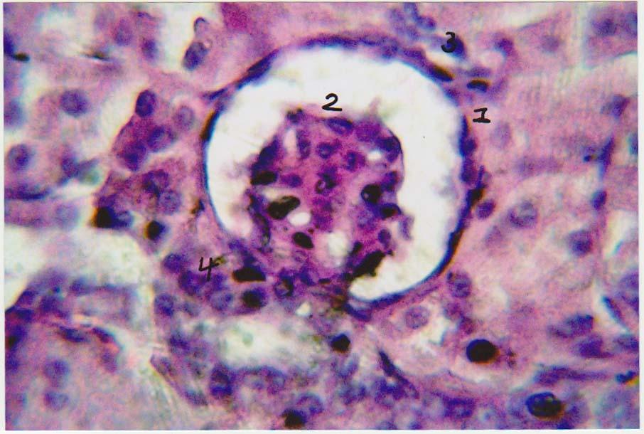 connective tissue surrounded by urinary tubules (2) 10_x (H& E). Figure 3.