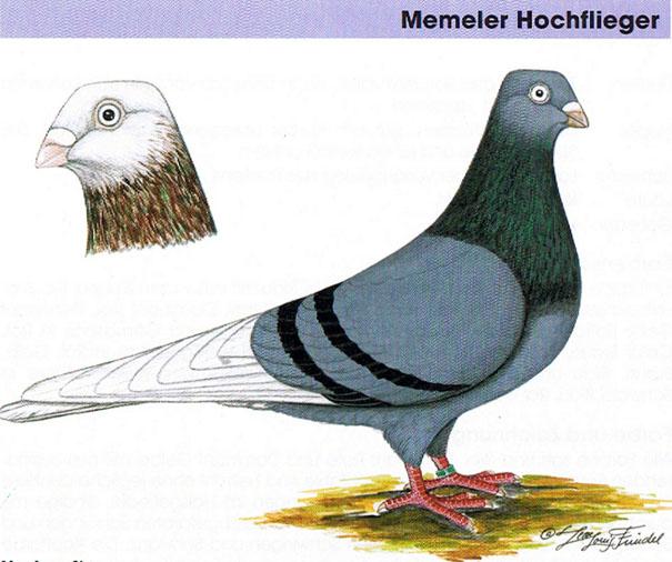 Standard of the Memeler High-Flyer Origin: An Old indigenous Tumbler Breed from The Memel Region (what was East Prussia), first known outside that Area from the 1920's.