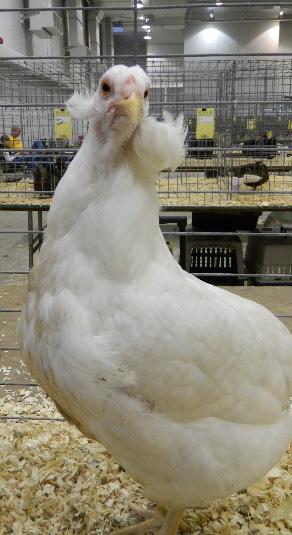 Popular breeds for backyard flocks also include Silver-laced Wyandotte (Figure 9), Barred Plymouth Rock (Figure 10), Rhode Island Reds (Figure 11), and Buff Orpingtons