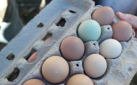 While such dual-purpose breeds will provide a variety of colors to your dozen eggs, it is important to note that their level of egg production will be considerably