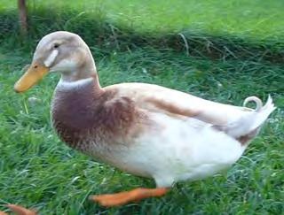 A female duck is a Hen and