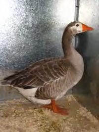 E. Young geese are