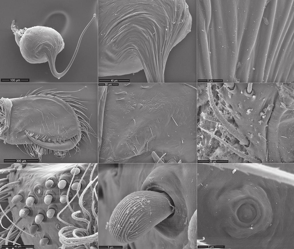 Two new tiny Nemesiidae species from Reserva Biológica do Tinguá 0.45, apical segment domed 0.50 long (Figs. 7, 8, 10). PMS with articulate spigots (Figs.