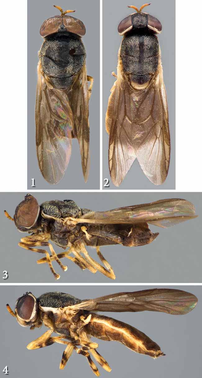 FIGURES 1 4. Habitus images of Parameristomerinx copelandi gen. n., sp. n. 1, holotype male, dorsal view. 2, allotype female, dorsal view. 3, holotype male, left lateral view.