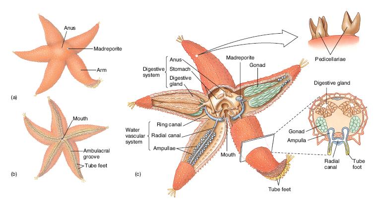 Dissection You will dissect a sea star to observe external and internal morphology. Using figure 3, locate all external anatomical features prior to dissecting.