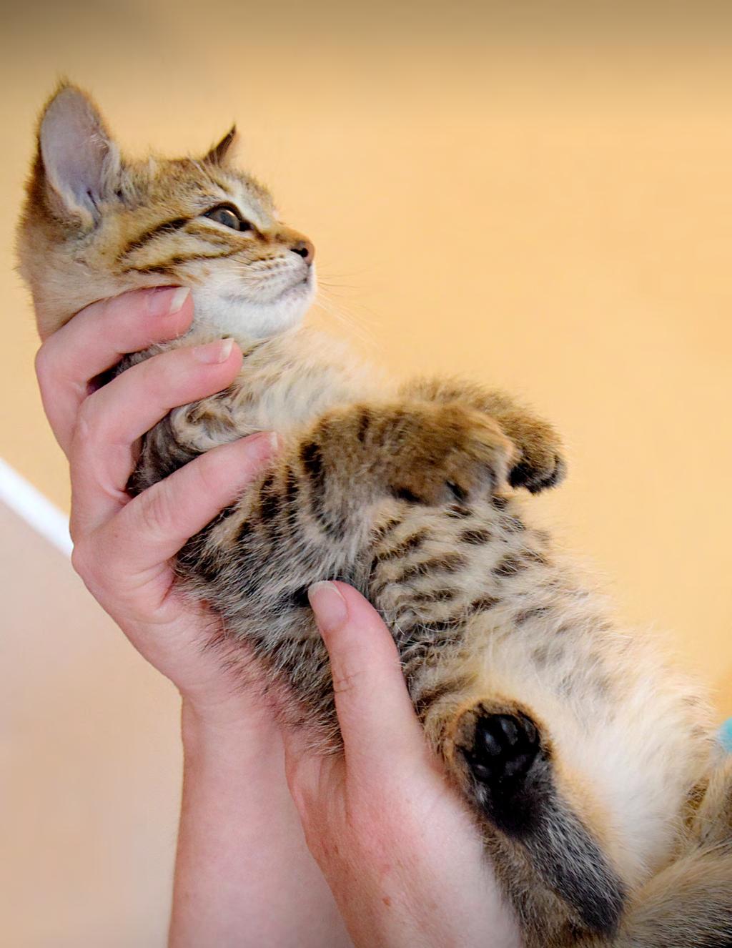 Treat & Rehabilitate 435 Kittens Cared for in Our Kitten Nursery 712