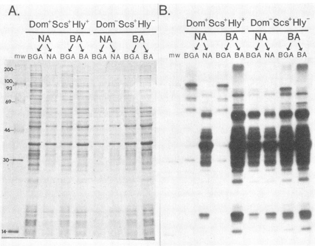 SDS-PAGE of '251-Iodogen-labeled whole cell lysates from the Dom' Scs+ Hly+ and Dom- Scs+ Hly- PVs of strain 214.