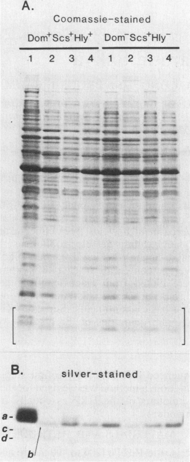 (B) Proteinase K-treated and silver-stained as in Fig. 3B. The Dom' Scs+ Hly+ grown on BGA gives its characteristic a-c LPS banding pattern.