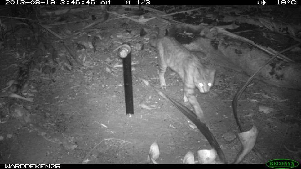 We have recorded cats on 10 different locations using camera traps.
