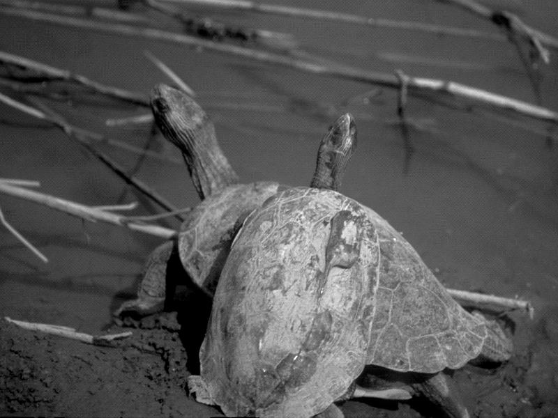 tw Abstract From 21 to 25, I conducted an island wide survey to assess the current status and distribution pattern of the introduced aquatic turtle, Trachemys scripta elegans, in Taiwan.