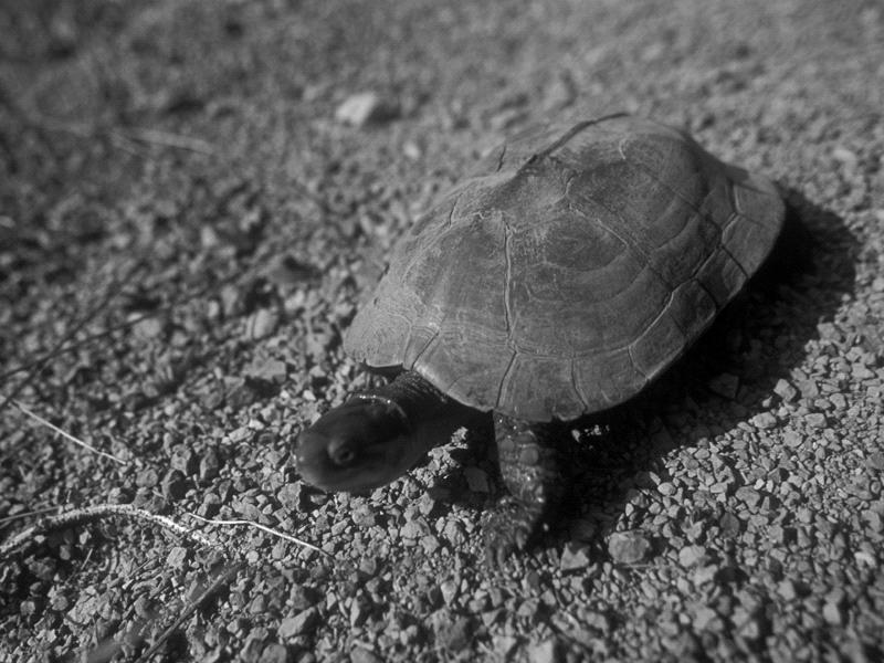 This introduced turtle is more common in the northern and central regions of Taiwan, especially in urban and suburban areas.