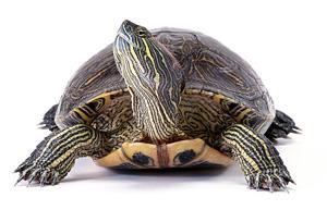 Bonus 3 The History of Turtles Like all other animals throughout history and still living today, turtles are the product of an evolutionary process that spans millions of years.