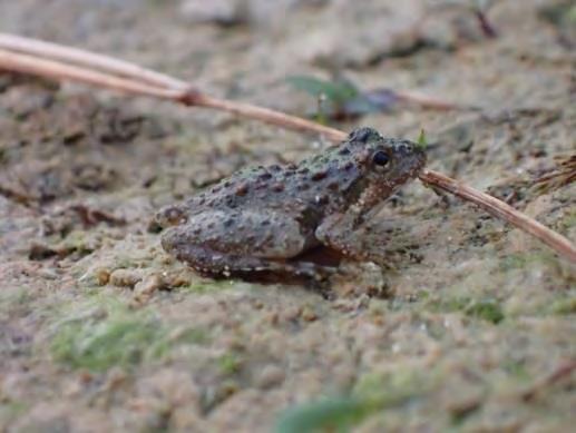 Rank Wildlife Action Plan Fowler's Toad