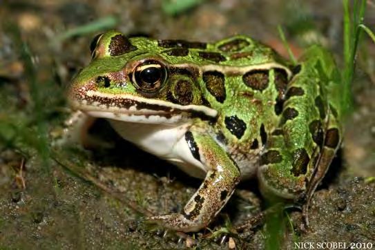 Treefrog Blanchard's Cricket Frog T