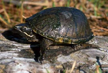 Blanding's Turtle SC Spotted