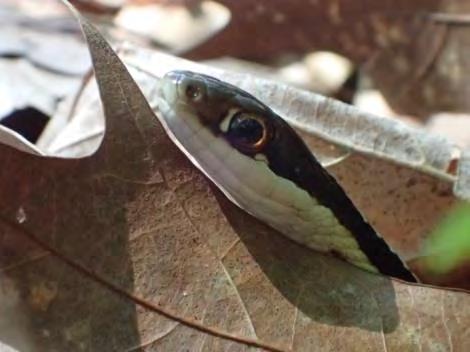 Snake Status Snakes State Rank Wildlife Action
