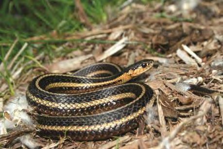Snakes State Rank Wildlife Action Plan Eastern