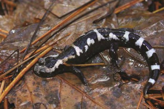 Salamander Status Salamanders Species State Rank Wildlife