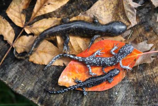 Salamander Unisexual Ambystoma N/R Spotted Salamander