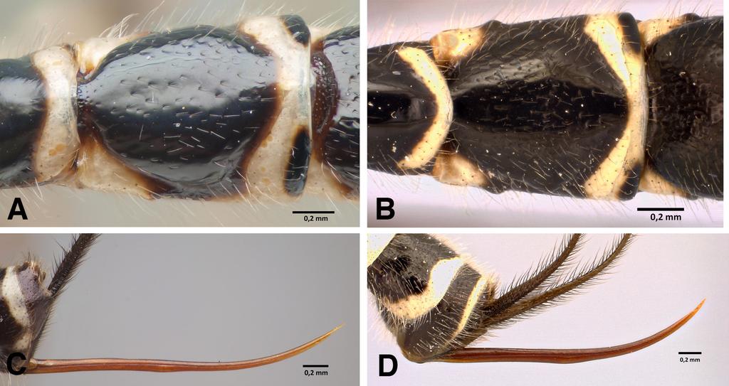European Journal of Taxonomy 206: 1 37 (2016) of tergites II III with black spots; tergites IV VI with the dark brown area extending laterally backward. Ovipositor dark brown. Ovipositor sheath black.