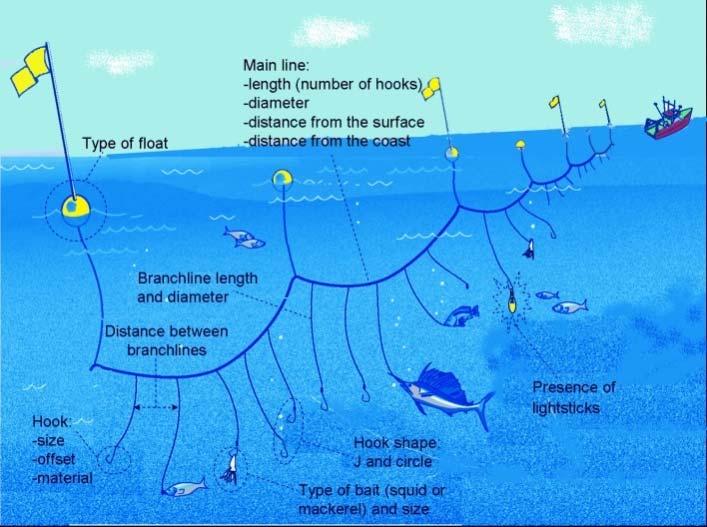 In the Mediterranean, surface longline, driftnet and bottom trawl nets