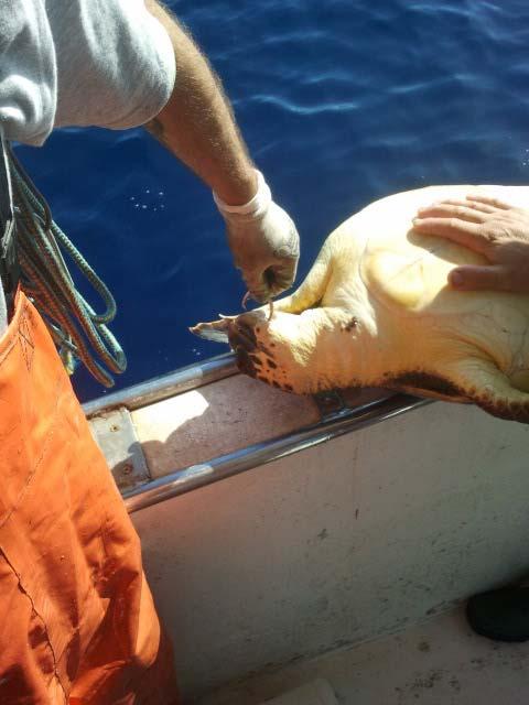 turtles every year in the Mediterranean, caused by longline
