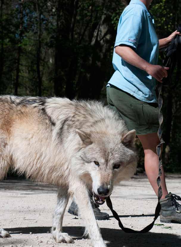 Given this reputation as one of man s last animal adversaries, you wouldn t expect to see humans and wolves living in close proximity.