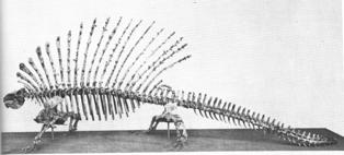 Cotylorhynchus (Permian, OK) 12+ ft long, 600+ lbs PELYCOSAURS DERIVED LINEAGES (1) VARANOPSEIDS (Carb-Permian, N Amer) OPHIACODONTIDS (Carb-Permian, N Amer) Earliest fossil synapsids Carnivorous,