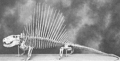 PELYCOSAURS DERIVED LINEAGES (3): SPHENACODONTIDS Dimetrodon (Permian, N Amer) Large (10 ft+) carnivores Sail fin on back PALEOBIOLOGY: Limb Posture Dimetrodon (Permian,
