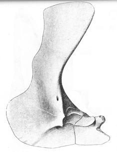 SCREW-SHAPED GLENOID on scapula - head of humerus fits in track Head of femur terminal; distal condyles ventral (directs femur horizontal, shank vertical) Skull