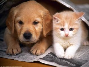 Canine and Feline Distemper Description Canine and feline distemper are diseases affecting many wild and domestic carnivo The following