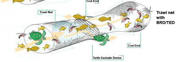 reduction Bycatch  (JTED) Fish eye