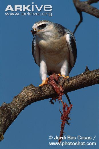 5 Diet and Feeding These raptors feed mostly on rodents and have two different hunting strategies: Striking prey from a perch Striking from a hovering position While using the perching tactic, the