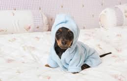 Extra Special Pamper Services: Pooch Relaxation Massages Includes: 10 minute relaxation massage in Aromatherapy bath salts, includes paw rehydration/coat treatment and bath and dry: $25 Soft Paws