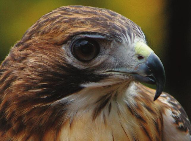 Hawks Hawks are grouped into four basic types depending on their physical features and food preferences: accipiters, buteos, falcons and harriers.