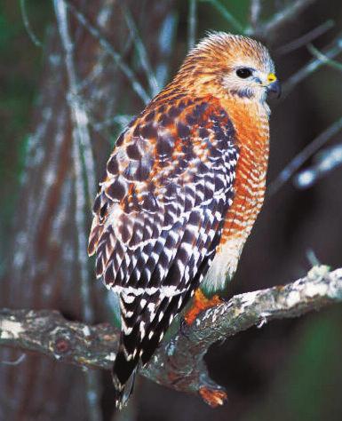 Males and females of most birds of prey are similarly marked and colored, but females are usually larger than males.